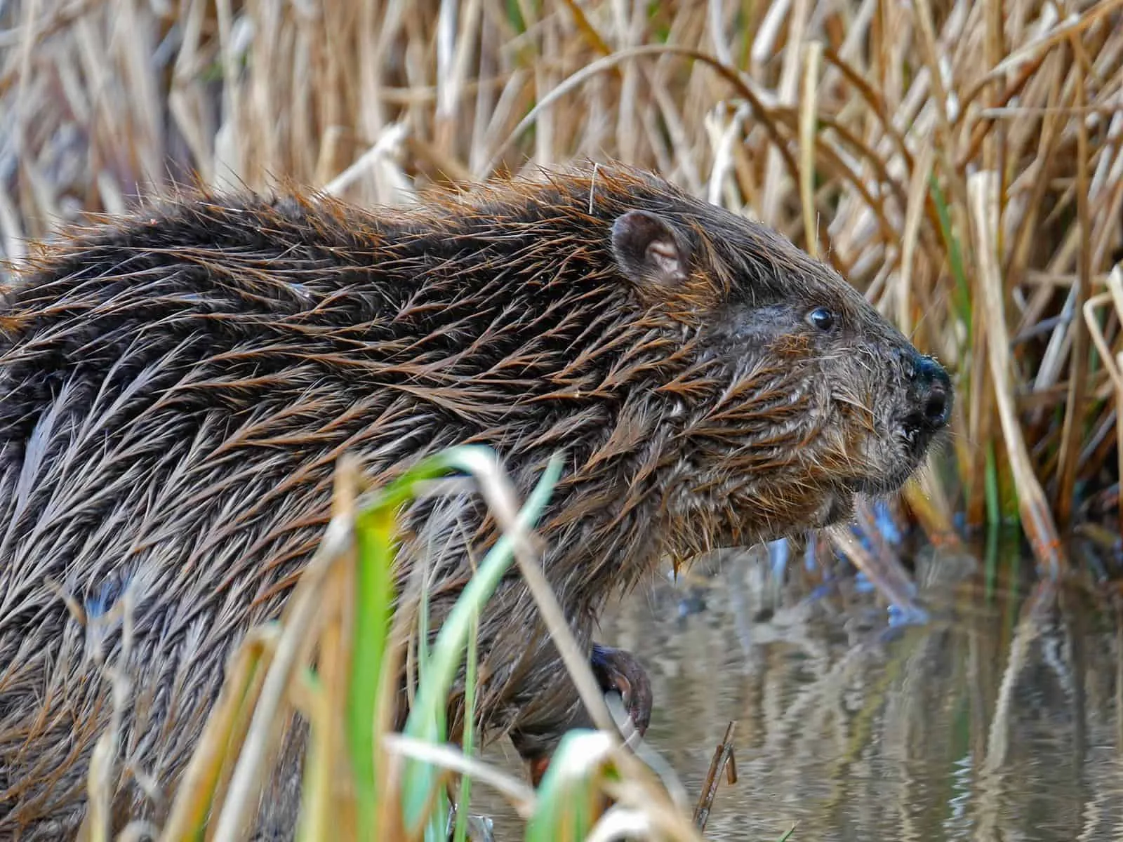 The first two beaver kits born in Dorset for more than 400 years ...