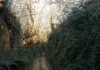 Walk the spectacular Hell Lane Dorset | 9 miles inc. Dorset holloways