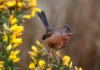 Listen for the Dartford warbler