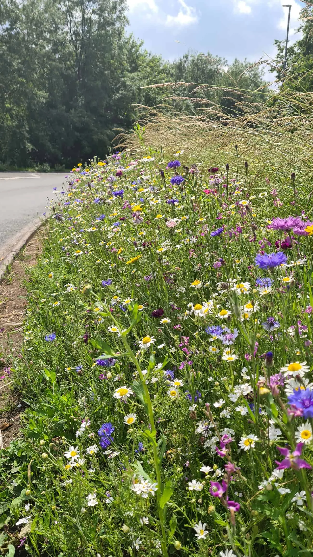 Verging Verging on the Wild Side - Dorset Life