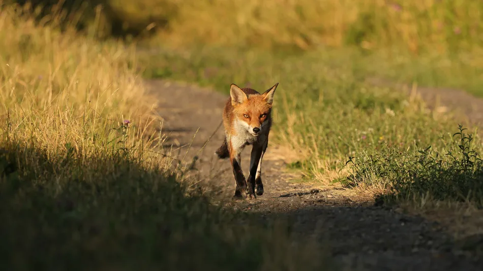 Dorset Ranger Autumn’s red lone rangers - Dorset Life