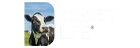 Dorset Life