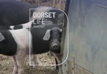 Prize pigs, ancient mysteries and tricky farming choices | Dorset Life Podcast
