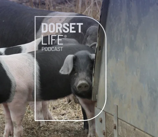Prize pigs, ancient mysteries and tricky farming choices | Dorset Life Podcast