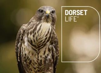 Dorset Life October issue, out now