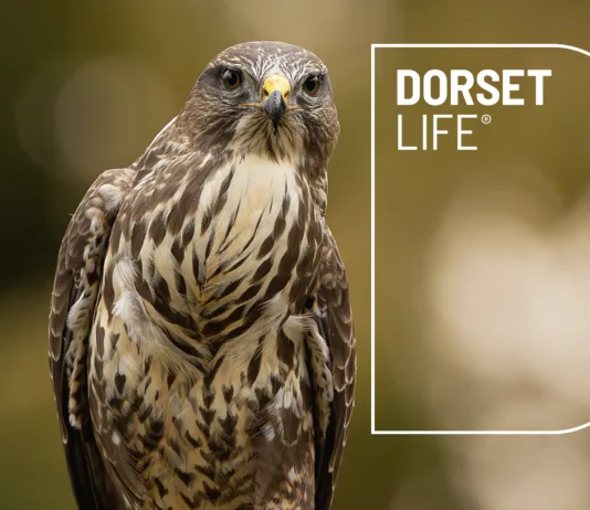 Dorset Life October issue, out now